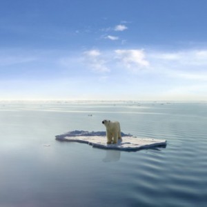 word-sell-polar-bear-adrift