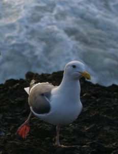 SONY DSC